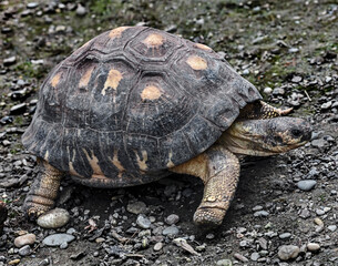 Radiated tortoise in its enclosure. Latin name - Astrochelys radiata	
