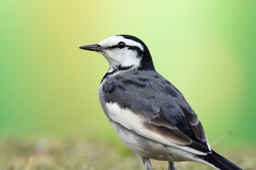 Obraz premium ハクセキレイのアップ