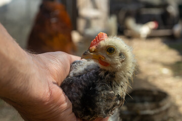 chick in hand. home small poultry farm