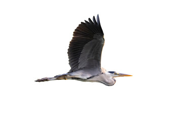 grey heron isolated on white background