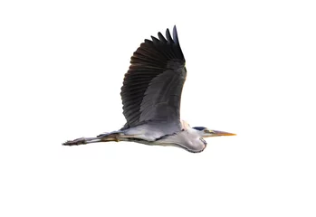 Foto op Plexiglas grey heron isolated on white background © xiaoliangge