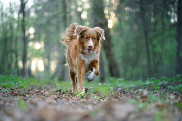 The dog is running. active Nova Scotia Duck Tolling Retriever in motion