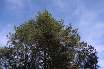 Pine tree ( Pinus strobus) with blue sky background in the morning