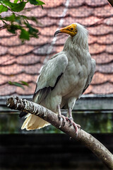 Egyptian vulture on the branch in its enclosure. Latin name - Neophron percnopterus