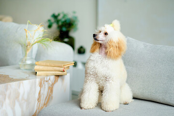 A beautiful modern-colored poodle in a bright room on the sofa