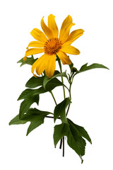 Tithonia diversifolia flower