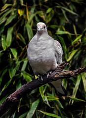 Pied imperial pigeons on the branch. Latin name - Ducula bicolor	
