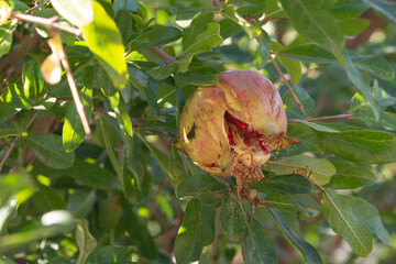 Ripe colorful pomegranate fruit on tree branch