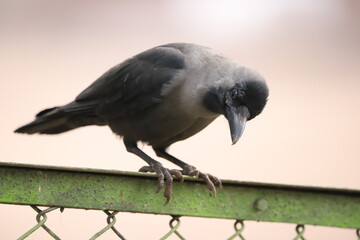 house crow on a fence