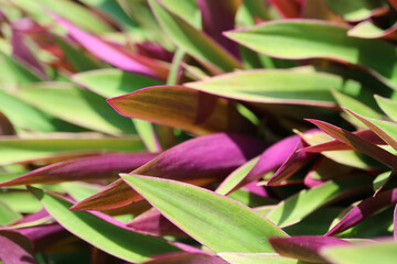 Amazing Green with Purple Leaves of Boat Lily or Oyster Plants in the Sunlight