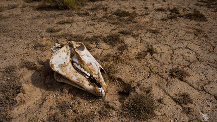 Horse skull on cracked clay. Hot climate.