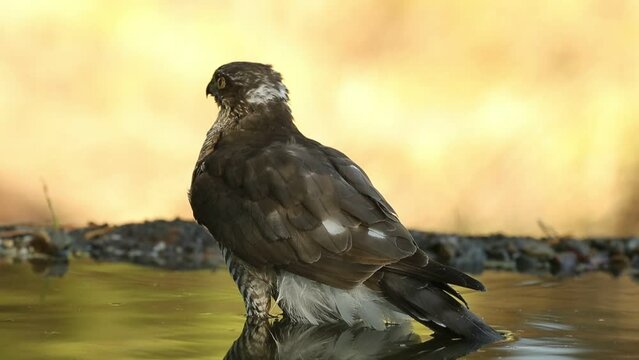 Young male Eurasian sparrow hawk bathing in a water point in summer in a Mediterranean forest before sunrise