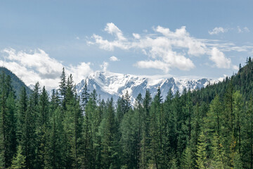 Atmospheric landscape with coniferous trees in valley with view to large snow mountains in bright sun under clear blue sky