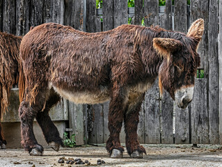 Poitou`s donkey near the fence in its enclosure
