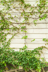 Ivy and wooden fence, autumn background