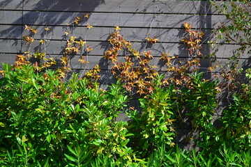 climbing plant stretches up the wooden wall