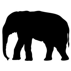 Naklejka premium silhouette of elephant