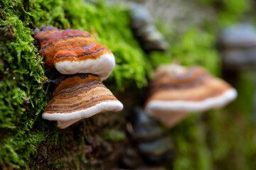 Fomitopsis pinicola, is a stem decay fungus common on softwood and hardwood trees. Its conk (fruit body) is known as the red-belted conk. Several lined caps on a rotten tree in Iserloh Sauerland. - obrazy, fototapety, plakaty