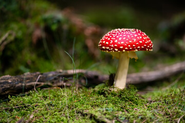 Amanita muscaria or “fly agaric“ is a red and white spotted poisonous Toadstool Mushroom growing in the undergrowth of a forest in Sauerland Germany. Colorful fruit body in green moss surrounding.
