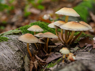 Herbstzeit im Wald