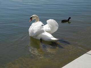 Ein weisser Schwan und ein Blässhuhn am See