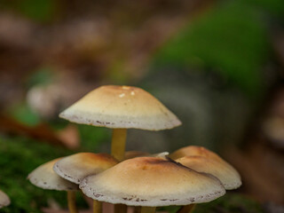 Herbstzeit im Wald