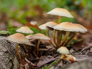 Herbstzeit im Wald