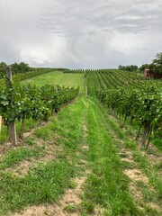 Fototapeta na wymiar Czech Vineyard in south moravia region, Czech republic