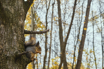 Squirrel in autumn park scene portrait