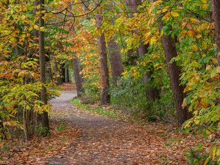 Fototapeta na wymiar Herbstzeit im Wald