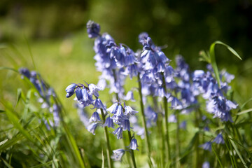 Wild countryside bluebells close up in Berkshire, England. Beautiful sunny macro spring nature wallpaper. 