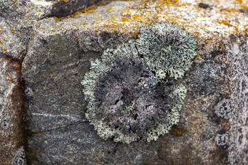 Green and yellow lichens close-up on a gray stone.