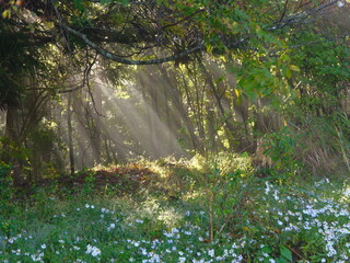 霧に日が差し込む