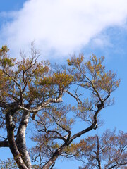青空に向かって伸びる