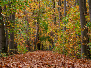 Obraz premium Herbstzeit im Wald
