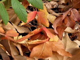 Leaves in autumn