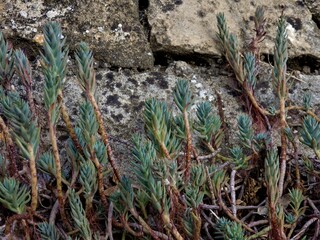 Succulent plant in the wall