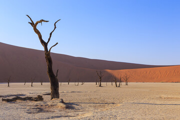 Fototapeta na wymiar Deadvlei, white clay pan located inside the Namib-Naukluft Park in Namibia