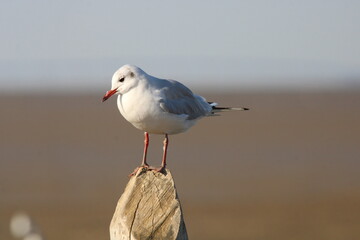 Mouette