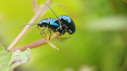 Mating of Altica (New Latin from Greek)