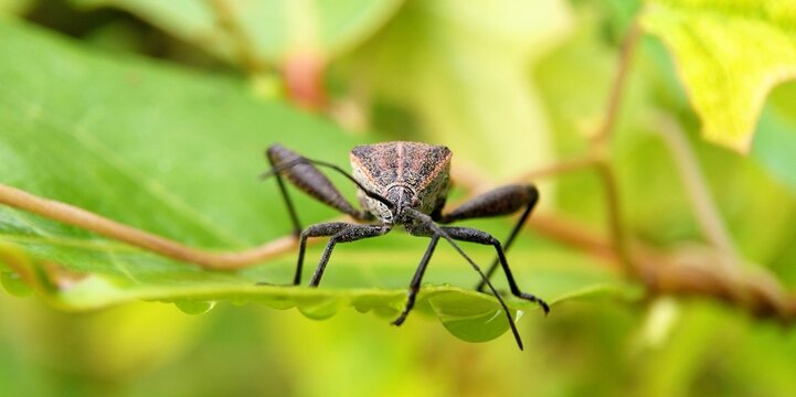 Pentatomomorpha Closeup