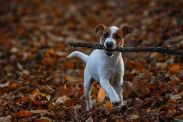 Jack russel terrier
