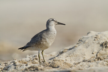 Shorebird - juvenile Calidris canutus, Red Knot on the Baltic Sea shore, migratory bird Poland Europe