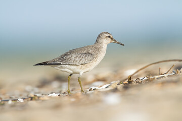 Shorebird - juvenile Calidris canutus, Red Knot on the Baltic Sea shore, migratory bird Poland Europe