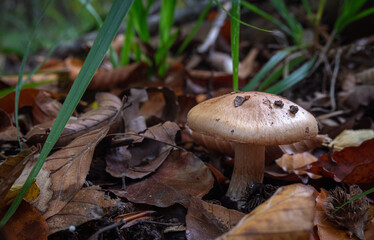 mushroom in the forest