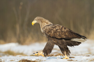 Majestic predator White-tailed eagle, Haliaeetus albicilla in Poland wild nature	