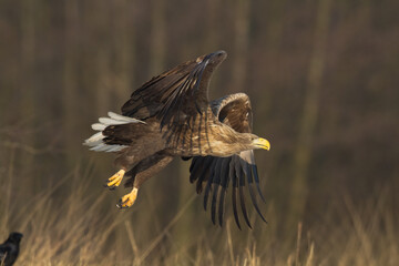 Majestic predator White-tailed eagle, Haliaeetus albicilla in Poland wild nature	