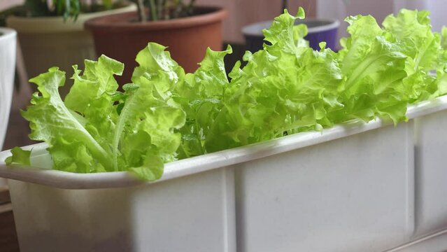 close-up green lettuce growing in a flower box at home, selective focus. watering plants at home, caring for indoor plants. growing green lettuce on the windowsill