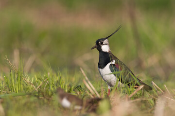 Bird Lapwing Vanellus vanellus on green background spring time close up