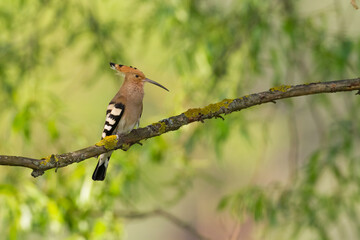Bird Hoopoe Upupa epops, summer time in Poland Europe flying bird	